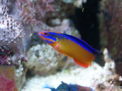 saltwater fish - pseudochromis aldabraensis - neon dottyback stocking in 66 gallons tank - My Neon Dottyback saltwater fish - pseudochromis aldabraensis - neon dottyback stocking in 66 gallons tank - My Neon Dottyback
