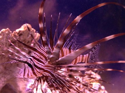 saltwater fish - pterois volitans - volitan lionfish stocking in 100 gallons tank - Lion Fish (Juvenile) saltwater fish - pterois volitans - volitan lionfish stocking in 100 gallons tank - Lion Fish (Juvenile)