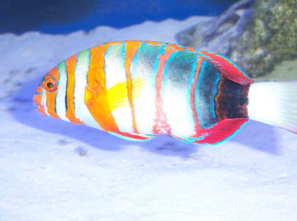 saltwater fish - choerodon fasciatus - harlequin tusk stocking in 180 gallons tank - Harlequin Wrasse saltwater fish - choerodon fasciatus - harlequin tusk stocking in 180 gallons tank - Harlequin Wrasse