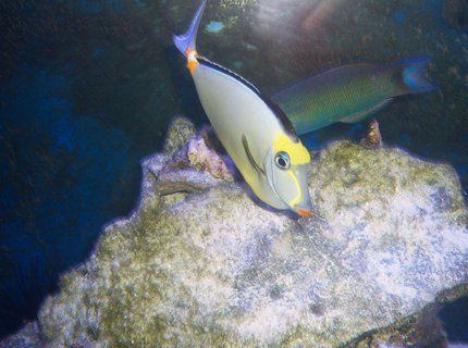 saltwater fish - naso lituratus - naso tang stocking in 180 gallons tank - Naso Tang saltwater fish - naso lituratus - naso tang stocking in 180 gallons tank - Naso Tang