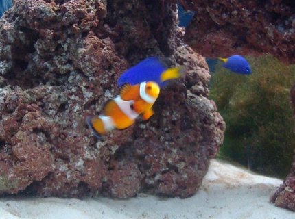 saltwater fish - amphiprion percula - true percula clownfish stocking in 20 gallons tank - nemo saltwater fish - amphiprion percula - true percula clownfish stocking in 20 gallons tank - nemo