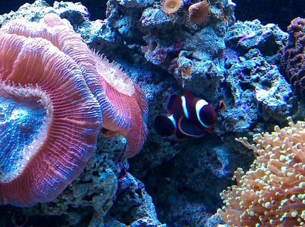 saltwater fish - premnas biaculeatus - maroon clownfish stocking in 65 gallons tank - NEMO
MY MAROON CLOWN AS A BABY
OPEN RED BRAIN saltwater fish - premnas biaculeatus - maroon clownfish stocking in 65 gallons tank - NEMO
MY MAROON CLOWN AS A BABY
OPEN RED BRAIN