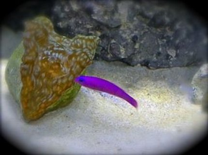 saltwater fish - pseudochromis porphyreus - purple dottyback stocking in 75 gallons tank - Purple Pseudo taunting my Derasa clam! saltwater fish - pseudochromis porphyreus - purple dottyback stocking in 75 gallons tank - Purple Pseudo taunting my Derasa clam!