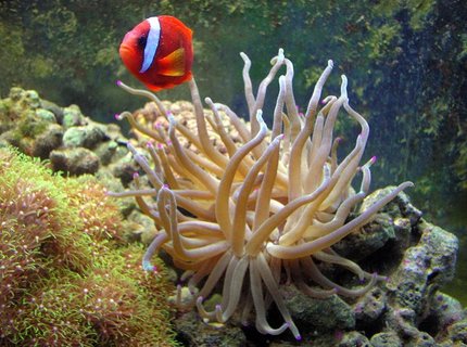 saltwater fish - amphiprion frenatus - tomato clownfish stocking in 55 gallons tank - Tomato Clown saltwater fish - amphiprion frenatus - tomato clownfish stocking in 55 gallons tank - Tomato Clown