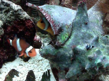 saltwater fish - amphiprion percula - true percula clownfish stocking in 55 gallons tank - Mated clowns in their shell home. saltwater fish - amphiprion percula - true percula clownfish stocking in 55 gallons tank - Mated clowns in their shell home.