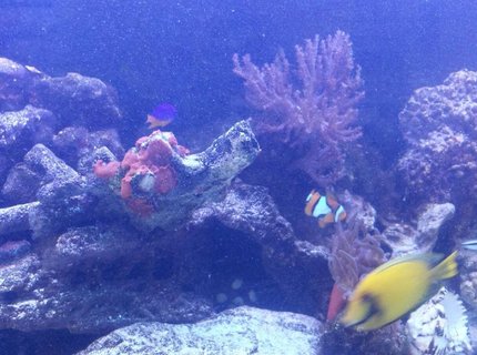 saltwater fish - acanthurus sp. - lemon tang stocking in 75 gallons tank - Lemon tang saltwater fish - acanthurus sp. - lemon tang stocking in 75 gallons tank - Lemon tang
