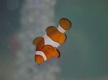 saltwater fish - amphiprion percula - true percula clownfish stocking in 55 gallons tank - My Nemo Yawning saltwater fish - amphiprion percula - true percula clownfish stocking in 55 gallons tank - My Nemo Yawning