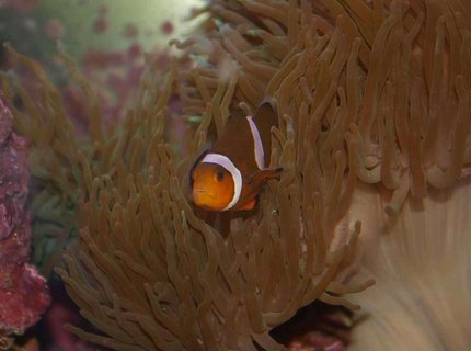 saltwater fish - amphiprion percula - true percula clownfish stocking in 22 gallons tank - Clown Fish saltwater fish - amphiprion percula - true percula clownfish stocking in 22 gallons tank - Clown Fish