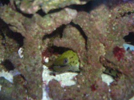 saltwater fish - gymnothorax fimbriatus - fimbriated eel stocking in 55 gallons tank - peek a boo saltwater fish - gymnothorax fimbriatus - fimbriated eel stocking in 55 gallons tank - peek a boo