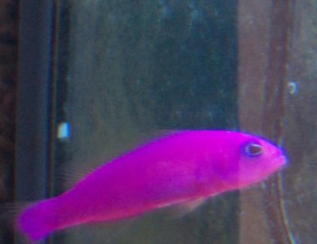 saltwater fish - pseudochromis porphyreus - purple pseudochromis saltwater fish - pseudochromis porphyreus - purple pseudochromis