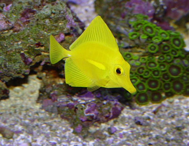 saltwater fish - zebrasoma flavescens - yellow tang - hawaii saltwater fish - zebrasoma flavescens - yellow tang - hawaii