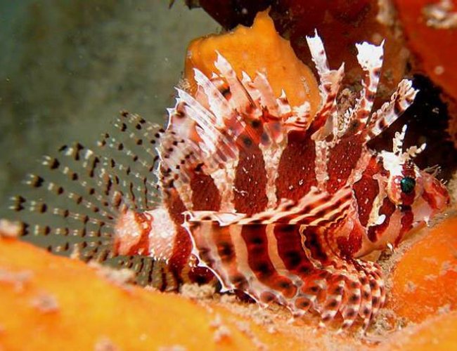 saltwater fish - dendrochirus brachypterus - fuzzy dwarf lionfish saltwater fish - dendrochirus brachypterus - fuzzy dwarf lionfish
