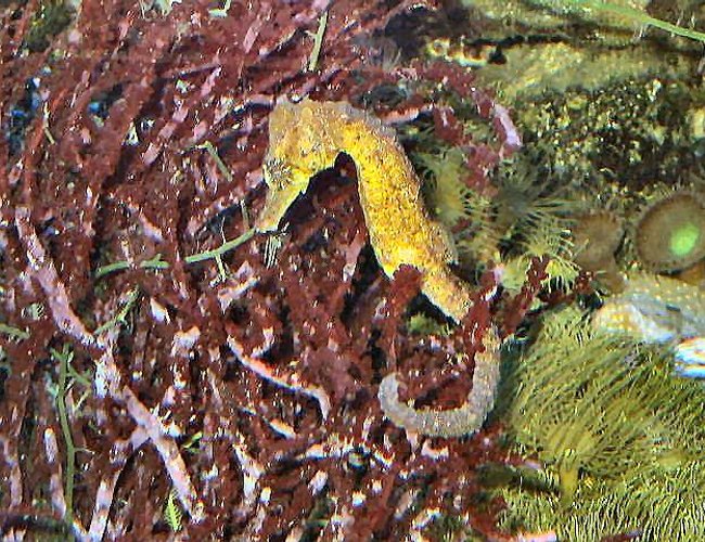 saltwater fish - hippocampus reidi - brazilian reidi seahorse - 120 reef tank
2 400 20,000K
6 55 blue PC
Tide pool 2
tons of fish and coral and inverts saltwater fish - hippocampus reidi - brazilian reidi seahorse - 120 reef tank
2 400 20,000K
6 55 blue PC
Tide pool 2
tons of fish and coral and inverts