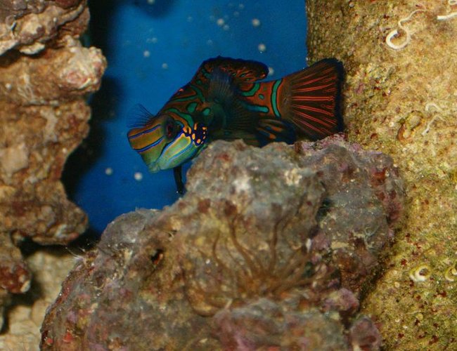 saltwater fish - pterosynchiropus splendidus var. - red mandarin - ... saltwater fish - pterosynchiropus splendidus var. - red mandarin - ...