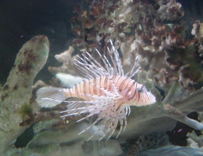 saltwater fish - pterois russelli - russell's lionfish stocking in 90 gallons tank - nice guy saltwater fish - pterois russelli - russell's lionfish stocking in 90 gallons tank - nice guy