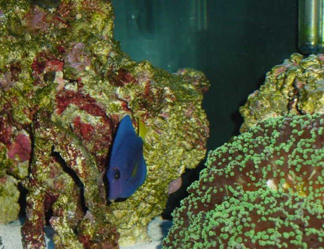 saltwater fish - zebrasoma xanthurum - purple tang - Purple Tang saltwater fish - zebrasoma xanthurum - purple tang - Purple Tang