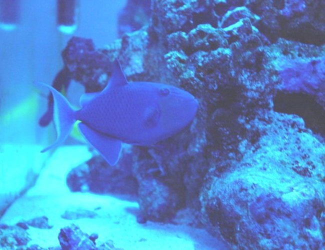 saltwater fish - odonus niger - niger triggerfish - Niger Trigger saltwater fish - odonus niger - niger triggerfish - Niger Trigger