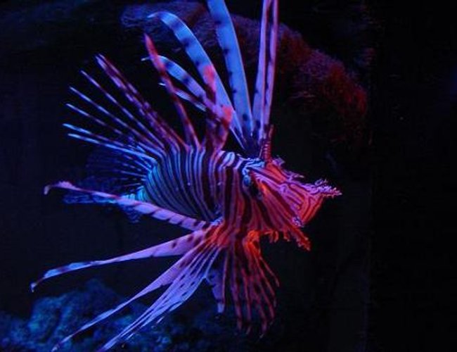 saltwater fish - pterois volitans - volitan lionfish stocking in 130 gallons tank - my lovely volitan saltwater fish - pterois volitans - volitan lionfish stocking in 130 gallons tank - my lovely volitan