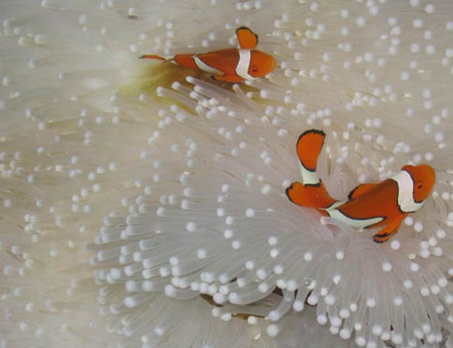 saltwater fish - amphiprion percula - true percula clownfish stocking in 3 gallons tank - Some Fish that I have met saltwater fish - amphiprion percula - true percula clownfish stocking in 3 gallons tank - Some Fish that I have met