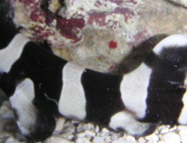 saltwater fish - chiloscyllium punctatum - cat shark, black banded stocking in 55 gallons tank - Banded Cat Shark saltwater fish - chiloscyllium punctatum - cat shark, black banded stocking in 55 gallons tank - Banded Cat Shark