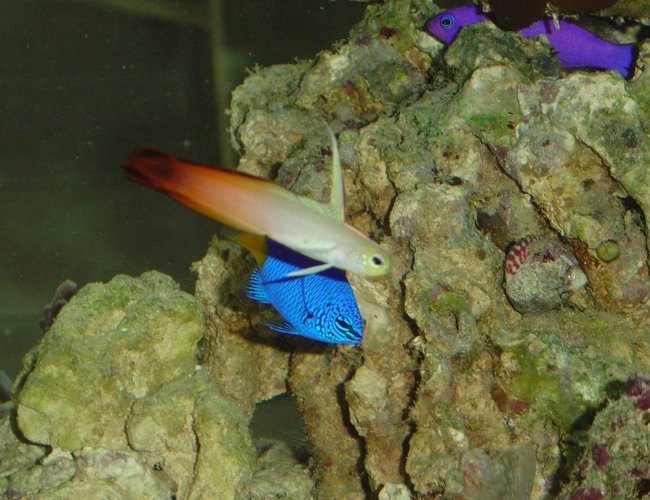 saltwater fish - nemateleotris magnifica - firefish stocking in 150 gallons tank - Firefish, Blue Damsel, orchid pseudochromis saltwater fish - nemateleotris magnifica - firefish stocking in 150 gallons tank - Firefish, Blue Damsel, orchid pseudochromis