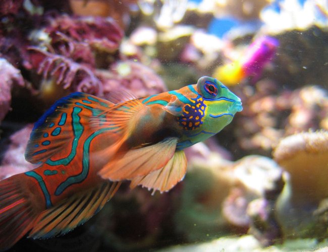 saltwater fish - synchiropus splendidus - green mandarin stocking in 100 gallons tank - Synchiropus Splendidus saltwater fish - synchiropus splendidus - green mandarin stocking in 100 gallons tank - Synchiropus Splendidus