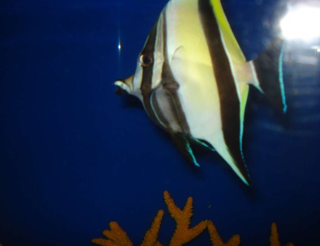 saltwater fish - zanclus canescens - moorish idol stocking in 125 gallons tank - moorish ikle saltwater fish - zanclus canescens - moorish idol stocking in 125 gallons tank - moorish ikle