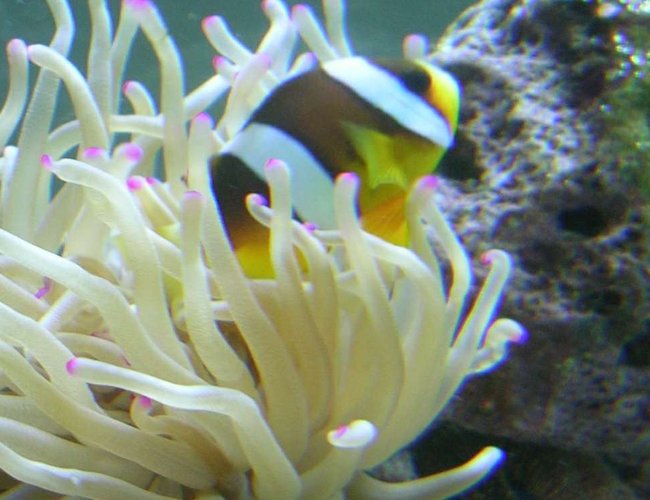 saltwater fish - amphiprion clarkii - clarkii clownfish stocking in 90 gallons tank - Compliments to Fish Of Eden for guiding me to a great start to my reef tank! saltwater fish - amphiprion clarkii - clarkii clownfish stocking in 90 gallons tank - Compliments to Fish Of Eden for guiding me to a great start to my reef tank!