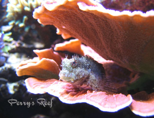 saltwater fish - salarias fasciatus - sailfin/algae blenny stocking in 100 gallons tank - Salarius Fasciatus 2 saltwater fish - salarias fasciatus - sailfin/algae blenny stocking in 100 gallons tank - Salarius Fasciatus 2