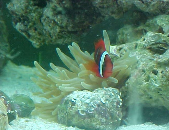 saltwater fish - amphiprion frenatus - tomato clownfish stocking in 55 gallons tank - Tomato Clown. We call him Mater saltwater fish - amphiprion frenatus - tomato clownfish stocking in 55 gallons tank - Tomato Clown. We call him Mater