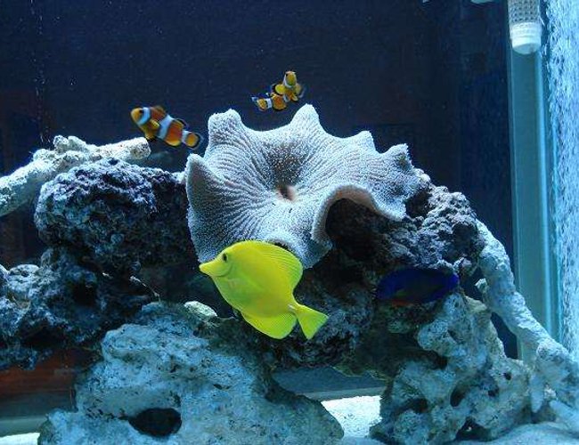 saltwater fish - zebrasoma flavescens - yellow tang - hawaii stocking in 150 gallons tank - Carpet anemone , Perculas Clowns, Yellow tang saltwater fish - zebrasoma flavescens - yellow tang - hawaii stocking in 150 gallons tank - Carpet anemone , Perculas Clowns, Yellow tang