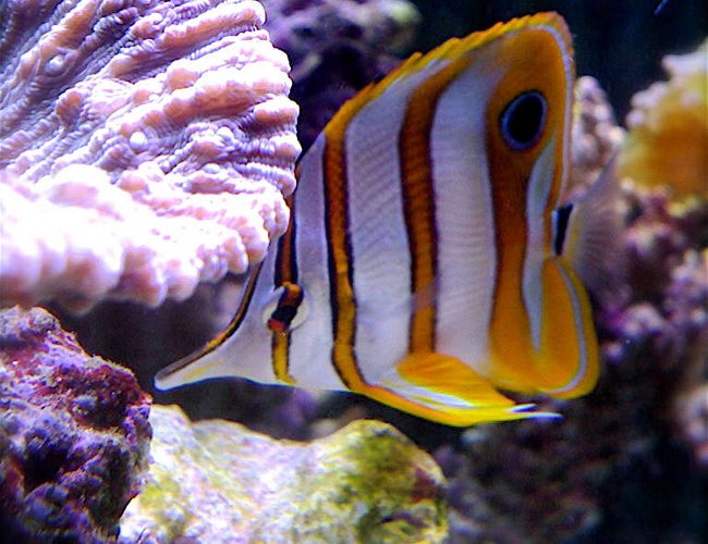 saltwater fish - chelmon rostratus - copperband butterflyfish stocking in 9 gallons tank - My Copper Band Butterfly snacking on feather dusters in my 46 gallon reef tank. saltwater fish - chelmon rostratus - copperband butterflyfish stocking in 9 gallons tank - My Copper Band Butterfly snacking on feather dusters in my 46 gallon reef tank.