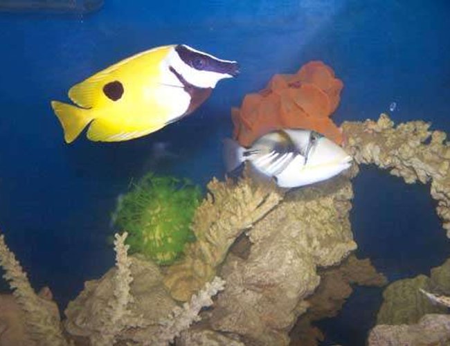 saltwater fish - siganus unimaculatus - one spot foxface stocking in 110 gallons tank - Trigger and Foxface saltwater fish - siganus unimaculatus - one spot foxface stocking in 110 gallons tank - Trigger and Foxface
