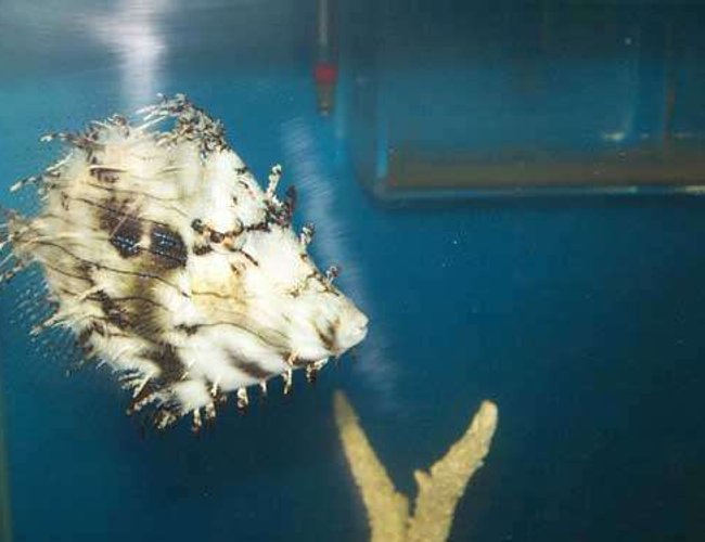 saltwater fish - chaetodermis pencilligerus - tassle filefish stocking in 110 gallons tank - My Tassle Filefish saltwater fish - chaetodermis pencilligerus - tassle filefish stocking in 110 gallons tank - My Tassle Filefish