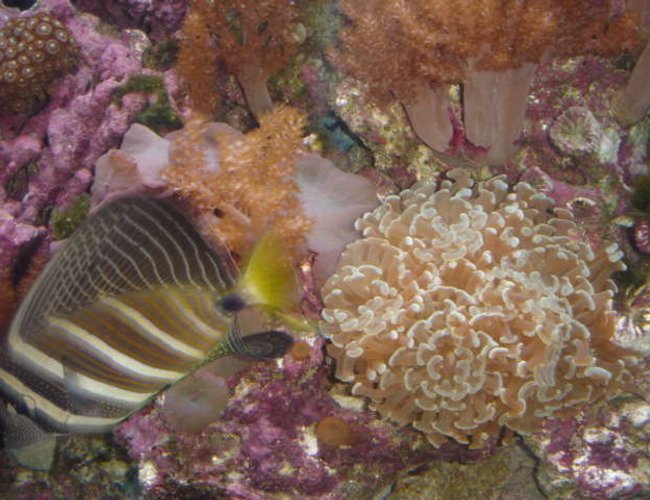 saltwater fish - zebrasoma veliferum - sailfin tang stocking in 120 gallons tank - Sail Fin and Coral saltwater fish - zebrasoma veliferum - sailfin tang stocking in 120 gallons tank - Sail Fin and Coral