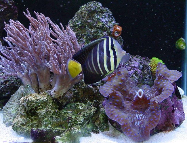 saltwater fish - zebrasoma veliferum - sailfin tang stocking in 65 gallons tank - Sailfin Tang saltwater fish - zebrasoma veliferum - sailfin tang stocking in 65 gallons tank - Sailfin Tang