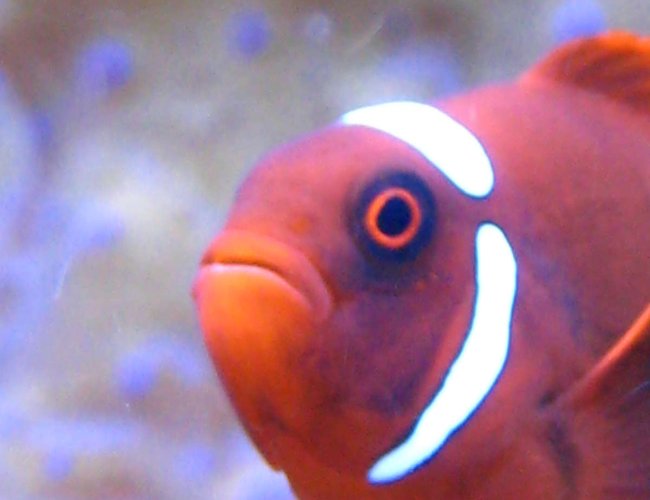 saltwater fish - premnas biaculeatus - maroon clownfish stocking in 65 gallons tank - Maroon Clown Hosting in T. Gigas Clam saltwater fish - premnas biaculeatus - maroon clownfish stocking in 65 gallons tank - Maroon Clown Hosting in T. Gigas Clam