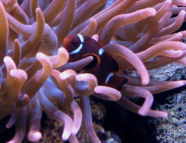 saltwater fish - premnas biaculeatus - maroon clownfish stocking in 65 gallons tank - Maroon Clown Hosting In Rose Anemone saltwater fish - premnas biaculeatus - maroon clownfish stocking in 65 gallons tank - Maroon Clown Hosting In Rose Anemone