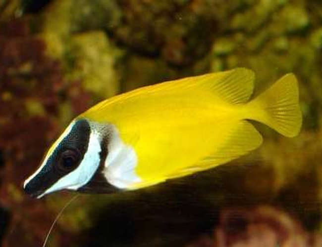 saltwater fish - siganus vulpinus - foxface lo stocking in 80 gallons tank - Poison Ivy saltwater fish - siganus vulpinus - foxface lo stocking in 80 gallons tank - Poison Ivy