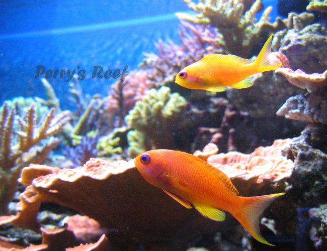 saltwater fish - pseudanthias squamipinnis - lyretail anthias stocking in 100 gallons tank - Anthias squamipinnis, male & female saltwater fish - pseudanthias squamipinnis - lyretail anthias stocking in 100 gallons tank - Anthias squamipinnis, male & female
