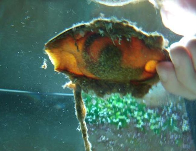 saltwater fish - chiloscyllium sp. - shark egg stocking in 75 gallons tank - the baby shark inside of its egg saltwater fish - chiloscyllium sp. - shark egg stocking in 75 gallons tank - the baby shark inside of its egg