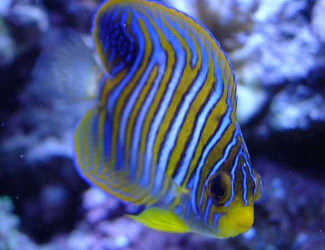 saltwater fish - pygoplites diacanthus - regal angelfish stocking in 140 gallons tank - Regal Angel saltwater fish - pygoplites diacanthus - regal angelfish stocking in 140 gallons tank - Regal Angel