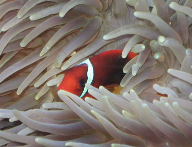 saltwater fish - premnas biaculeatus - maroon clownfish stocking in 225 gallons tank - peekaboo saltwater fish - premnas biaculeatus - maroon clownfish stocking in 225 gallons tank - peekaboo