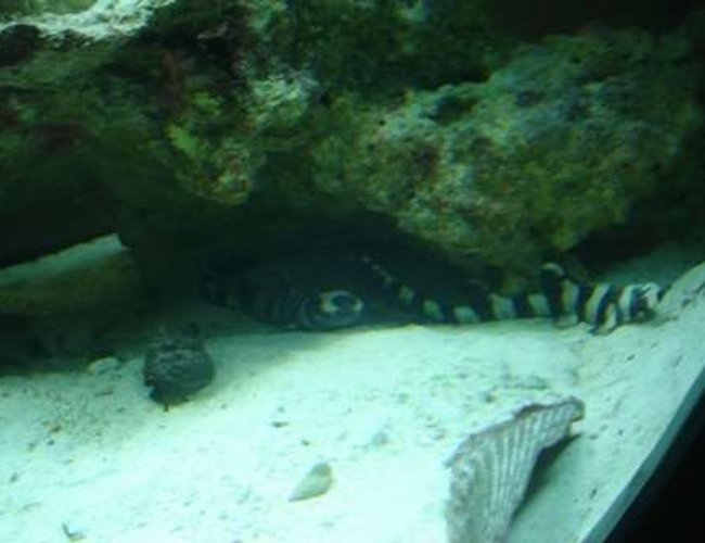 saltwater fish - chiloscyllium punctatum - cat shark, black banded stocking in 75 gallons tank - two baby sharks together saltwater fish - chiloscyllium punctatum - cat shark, black banded stocking in 75 gallons tank - two baby sharks together
