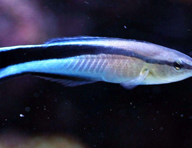 saltwater fish - labroides dimidiatus - cleaner wrasse stocking in 40 gallons tank - Cleaner Wrasse saltwater fish - labroides dimidiatus - cleaner wrasse stocking in 40 gallons tank - Cleaner Wrasse
