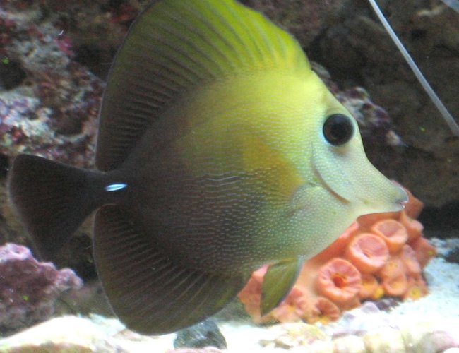 saltwater fish - zebrasoma scopas - scopas tang stocking in 75 gallons tank - My Scopas. saltwater fish - zebrasoma scopas - scopas tang stocking in 75 gallons tank - My Scopas.