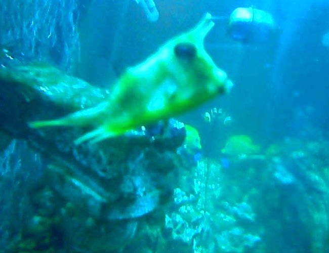 saltwater fish - lactoria cornuta - cowfish longhorn stocking in 75 gallons tank - longhorncow saltwater fish - lactoria cornuta - cowfish longhorn stocking in 75 gallons tank - longhorncow