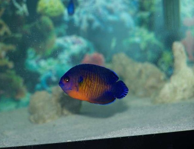 saltwater fish - centropyge bispinosa - coral beauty angelfish stocking in 75 gallons tank - My Coral Beauty Angel Fish saltwater fish - centropyge bispinosa - coral beauty angelfish stocking in 75 gallons tank - My Coral Beauty Angel Fish