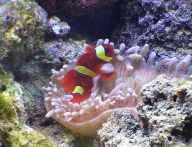 saltwater fish - premnas biaculeatus - yellowstripe maroon clownfish stocking in 140 gallons tank - Clown Fish & Anemone saltwater fish - premnas biaculeatus - yellowstripe maroon clownfish stocking in 140 gallons tank - Clown Fish & Anemone