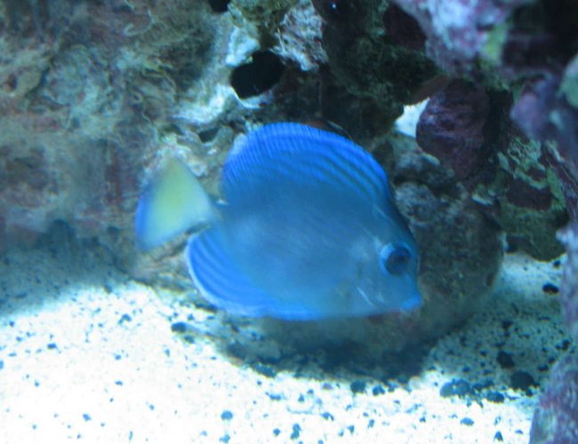 saltwater fish - acanthurus coeruleus - blue caribbean tang stocking in 160 gallons tank - Atlantic Blue Tang saltwater fish - acanthurus coeruleus - blue caribbean tang stocking in 160 gallons tank - Atlantic Blue Tang